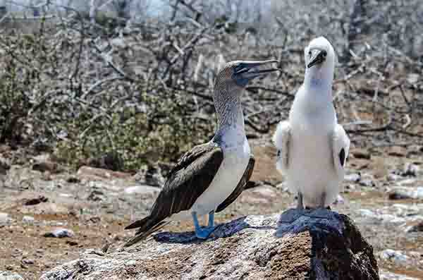 Piquero de Patas Azules - isla Seymour Norte - islas Galápagos - Ecuador 13.jpg